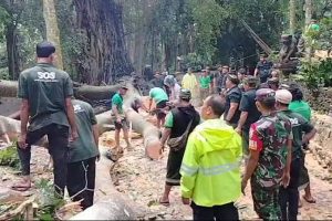 Obyek Wisata Monkey Forest Ubud Tutup Sementara Usai Pohon Tumbang Tewaskan 2 Turis WNA